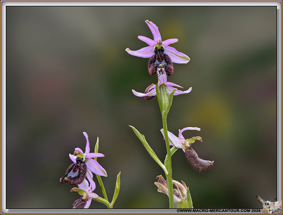 Ophrys Aurelia